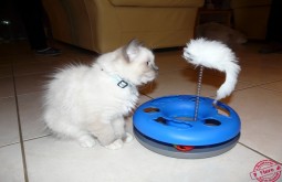 Flore d'Ehlonna - Chatterie Ragdolls du Val de Beauvoir